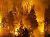  в РФ действуют 16 лесных пожаров на площади 650 га
