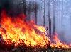 На территории Сибирского федерального округа (СФО) общая площадь лесных пожаров за выходные дни 16-17 июня 2012г. сократилась на 5 тыс. га - до 8 тыс. 331 га.