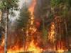   Один лесной пожар на площади 50 гектаров на утро среды остается непотушенным в Сибири